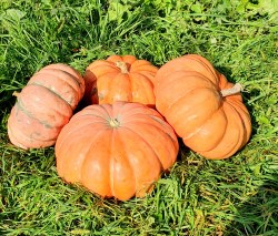 pumpkin moranga1